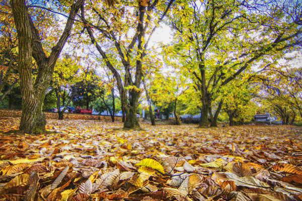 云南昆明、瑞麗、芒市、花滿騰沖6日純玩游